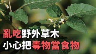 亂吃野外草木 食藥署憂心恐把毒物當食物【央廣新聞】