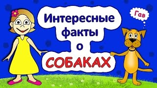 Интересные факты о собаках / Интересные факты для детей