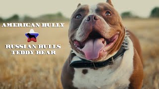 Американский Булли - RUSSIAN BULLS TEDDY BEAR