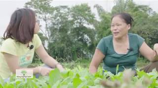 HÀNG RÀO CỎ VOI GIÚP BẢO VỆ NÔNG TRẠI THEO HƯỚNG HỮU CƠ KHỎI THUỐC TRỪ SÂU