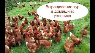 Выращивание кур в домашних условиях для начинающих предпринимателей