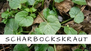 Scharbockskraut - ein Wildkraut gegen Vitamin C - Mangel