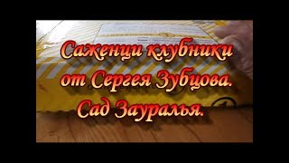 Саженци клубники о Сергея Зубцова.Сад Зауралья.