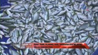 HASIL TANGKAPAN NELAYAN TRADISIONAL SIBOLGA MELIMPAH