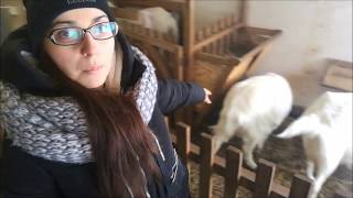 Про покрытие коз // Про козлов // И возраст покрытия коз