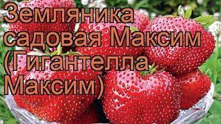 Земляника садовая Максим (Гигантелла Максим) ? обзор: как сажать, рассада земляники