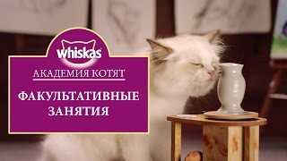 Эпизод 5: Как играть с котенком правильно. Как развивать котенка. Академия котят (0+)