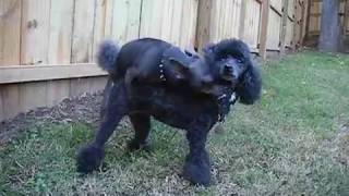 Chihuahua Humps Poodle