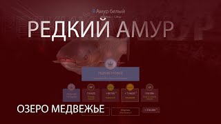 РР4! RF4! Русская рыбалка 4! Озеро Медвежье - Редкий Амур!