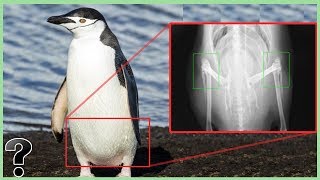 Do Penguins Have Knees?