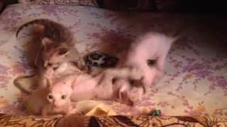 Котята сфинкса. Донской сфинкс. Купить сфинкса с родословной.