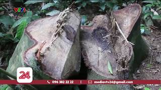 Hàng trăm cây gỗ rừng bị khai thác trái phép tại Thanh Hóa | VTV24