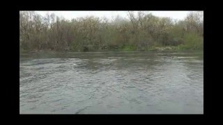 Рыбалка на Камчатке. Чавыча 17.5 кг. Видео с реки Большая.