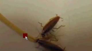 HAMAMBÖCEKLERi KOLONİSİ NASIL YAŞAR? HOW TO LIVE COCROACH COLONIES?