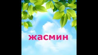 Жасмин цветёт