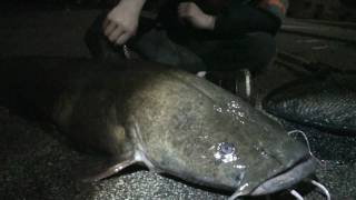 Huge Flathead Catfish from the Schuylkill - River Monster ;D