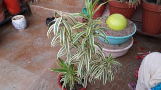 How to grow Song of India plant by cutting || 5th July ,2017