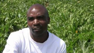 Audits for success in African agriculture