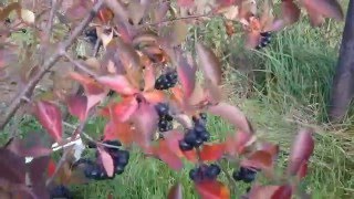 ОБЛЕТ ПЧЕЛ осенью