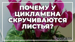 Почему у цикламена скручиваются листья в домашних условиях? | toNature.Info