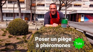 Monsieur Jardinier : Comment poser un piège à phéromones ?
