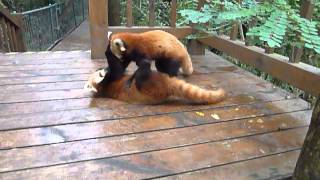 Red Pandas Playing