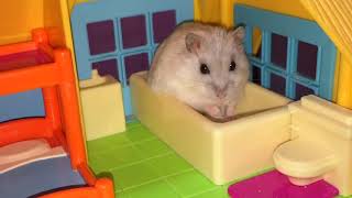 Pampered hamsters love playtime - Cute hamster video