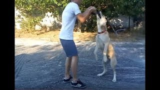 Welcome to 9ine 9ine 6ix / ποιμενικά κεντρικής Ασίας / central Asian shepherd dogs