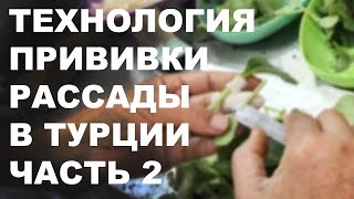 Технология выращивания, технология прививки рассады в Турции . Часть 2