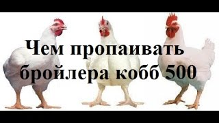 Чем пропаивать бройлеров кобб 500