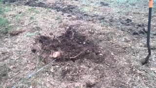 Корчевание пня с помощью лебедки