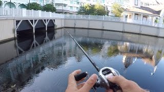 Pond Bass Fishing at Disney World