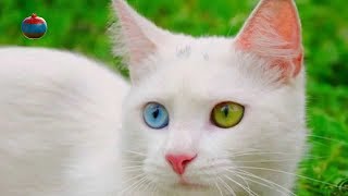 Ванская кошка