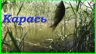 Поклевки КАРАСЯ на поплавочную удочку. Рыбалка, Fishing. Ловля Карася на поплавок fishing