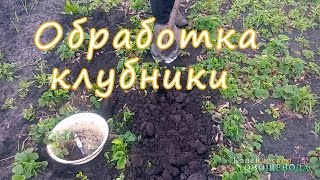 Обработка клубники