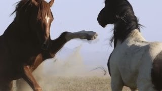Кони (Horses) - величественная красота, грация и мощь