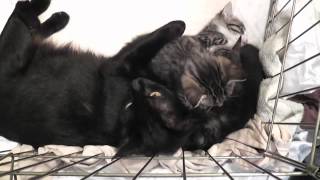 Кошки мамы разговаривают со своими забавными котятами Видео