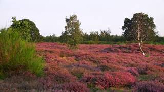 Heideblüte im Pestruper Gräberfeld