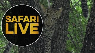 safariLIVE - Sunrise Safari - May 18, 2018