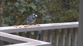 Peanut Party - Blue Jays & Red-Bellied Woodpecker Dance for Peanuts!