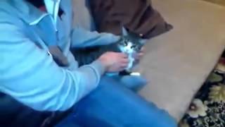 суровый кавказский кот приколы 2014