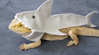 Bearded Dragons - CrittaCam