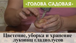 Голова садовая - Цветение, уборка и хранение луковиц гладиолусов