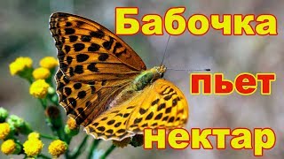 Бабочка пьет нектар у цветка