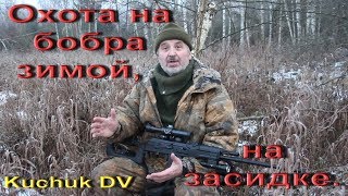 Охота на бобра зимой, с засидки.