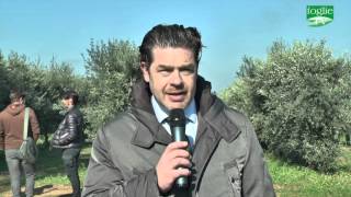 FOGLIE TV - Giornata dimostrativa di raccolta in continuo delle olive