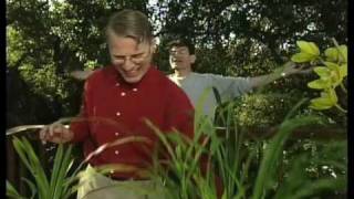 Cymbidium orchids with Brian