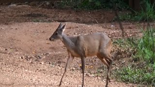 Deer, Mazama americana, Veado-mateiro,