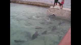 Chaaya Reef Ellaidhoo Maldives Fish Feed
