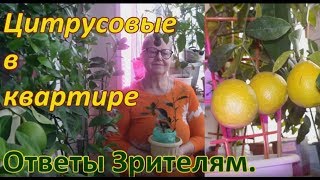 Цитрусовые . Выращивание в квартире  Агротехника  Ответы на вопросы